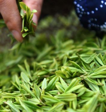 茶房健康