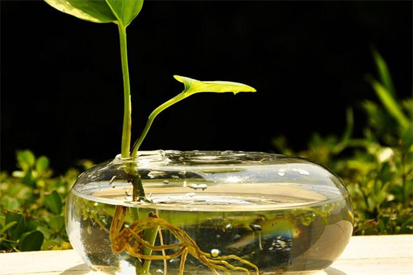 一水间水培花卉植物