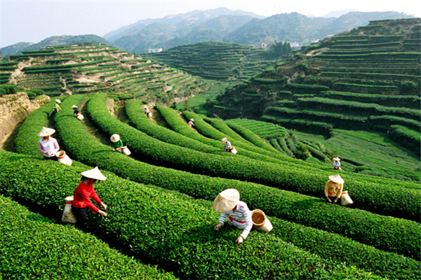 瑞草堂茶业特色