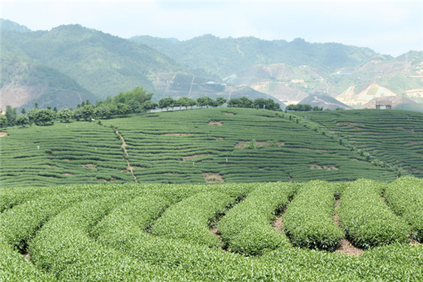 陇川县缘易武茶厂香味