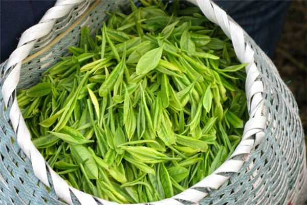 雨林龙润红茶珍风味