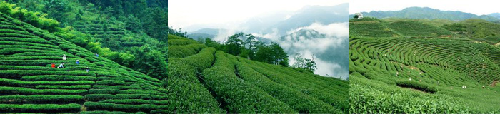 融记茶食