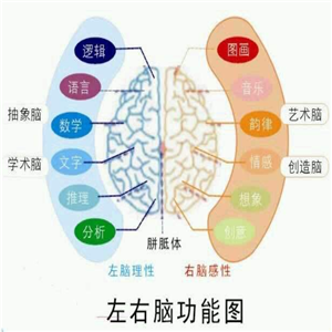 达心右脑开发功能图