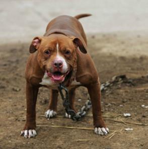 猛犬俱乐部论坛比特犬