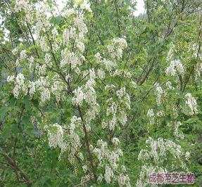 帝芝生物杨树花提取物