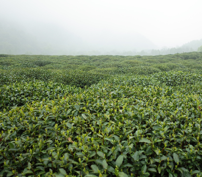 陇川县缘易武茶厂