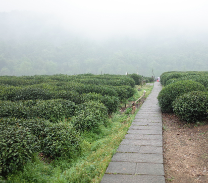 陇川县缘易武茶厂