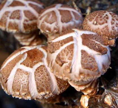 食用菌种植