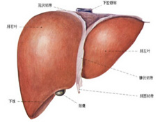 病因