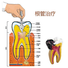 口腔解剖