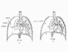 分类