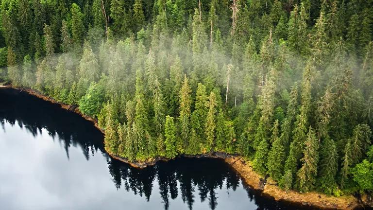 Temperate rainforest in Misty Fjords National Monument, Alaska.