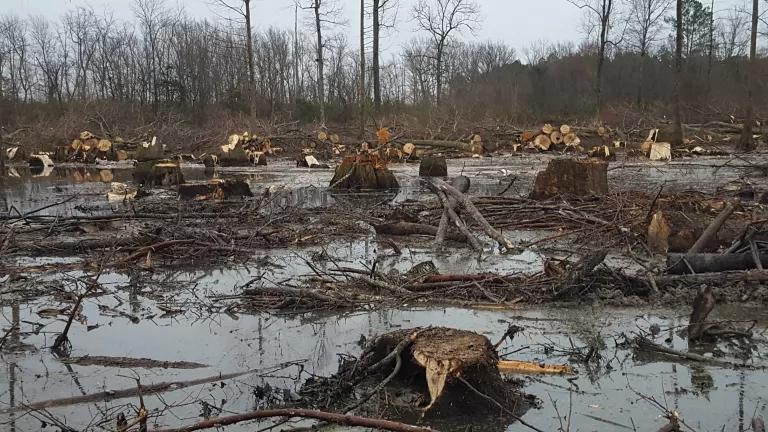 Dozens of tree stumps sit in a marshy clearing