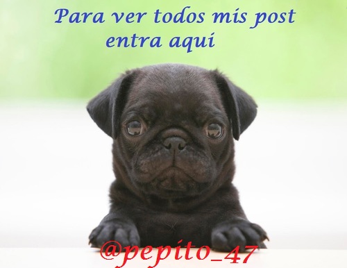 pepito