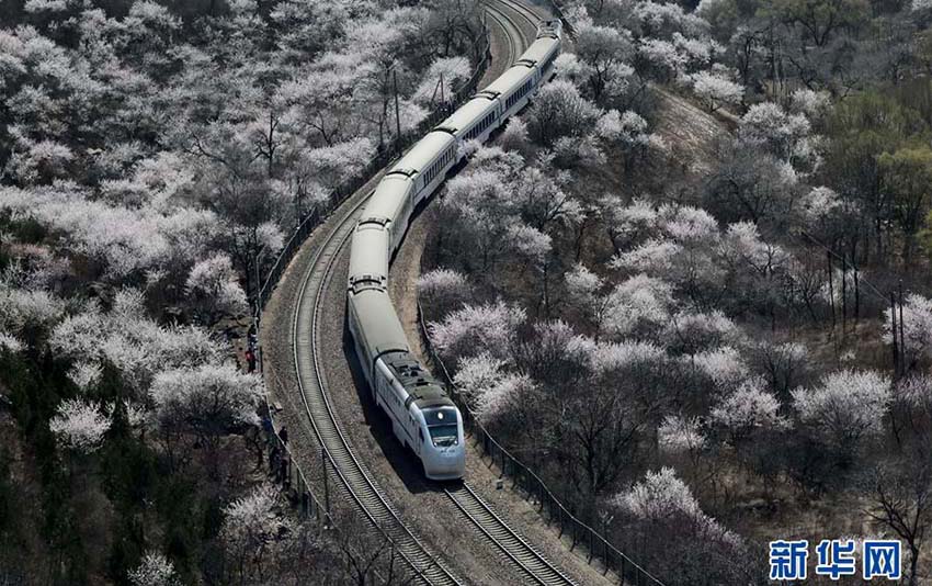 春に向け疾走する和諧号、花爛漫の居庸関を通過