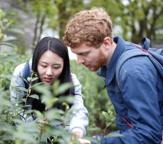 外国人が茶摘みを体験、茶作りの面白さを学ぶ　重慶