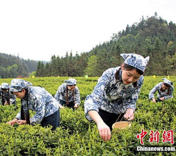 中国のハイエンド黒茶が誕生するまで