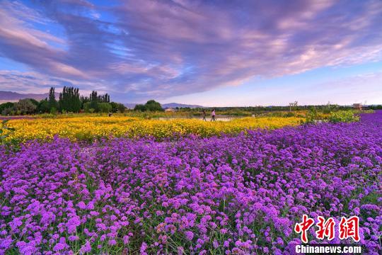 美しい夕日に映える色とりどりの花々　甘粛省金昌