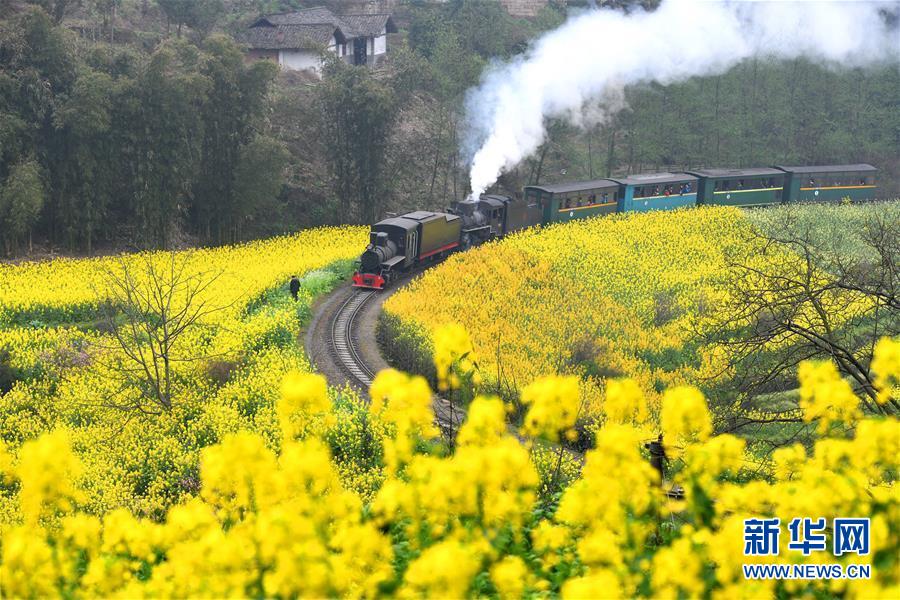 菜の花畑を走る嘉陽SL（3月20日撮影・陳天湖）。