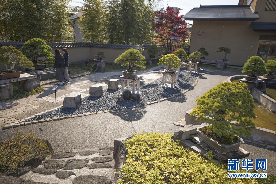 さいたま大宮盆栽美術館の盆栽庭園（4月13日撮影・杜瀟逸）。