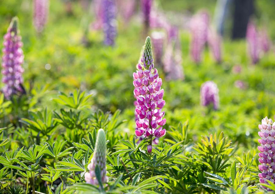 美しい花を咲かせるルピナスの様子（撮影・張妙茵）。