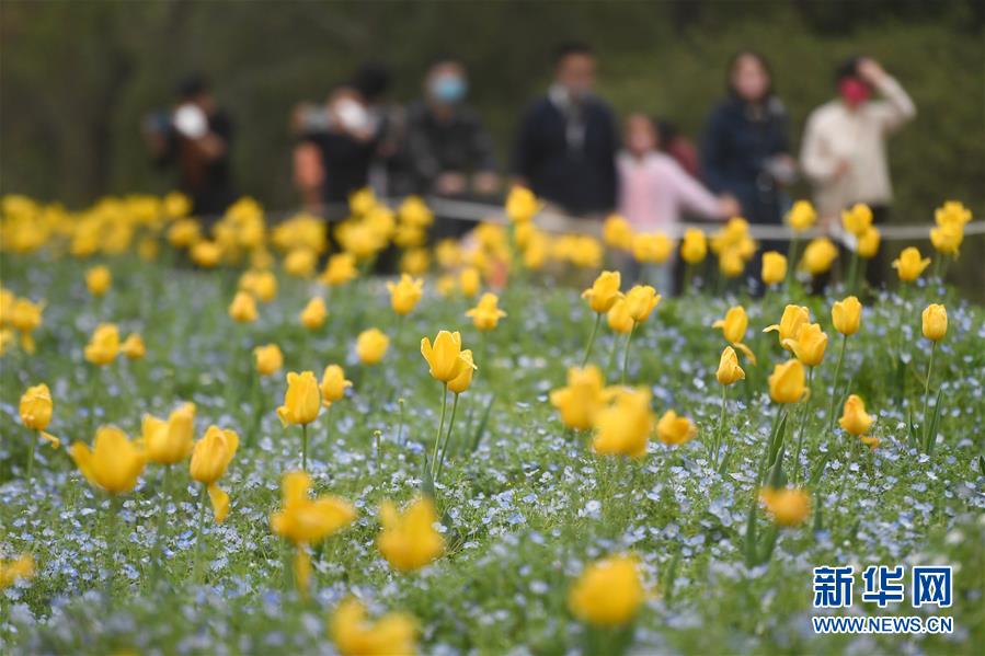 3月22日、杭州西渓国家湿地公園を訪れた観光客（撮影・黄宗治）。