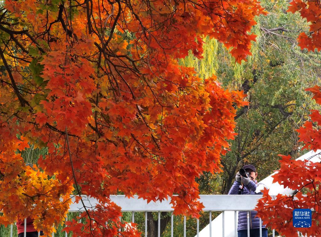 北京玉淵潭公園の秋景色（11月2日撮影・羅暁光）。