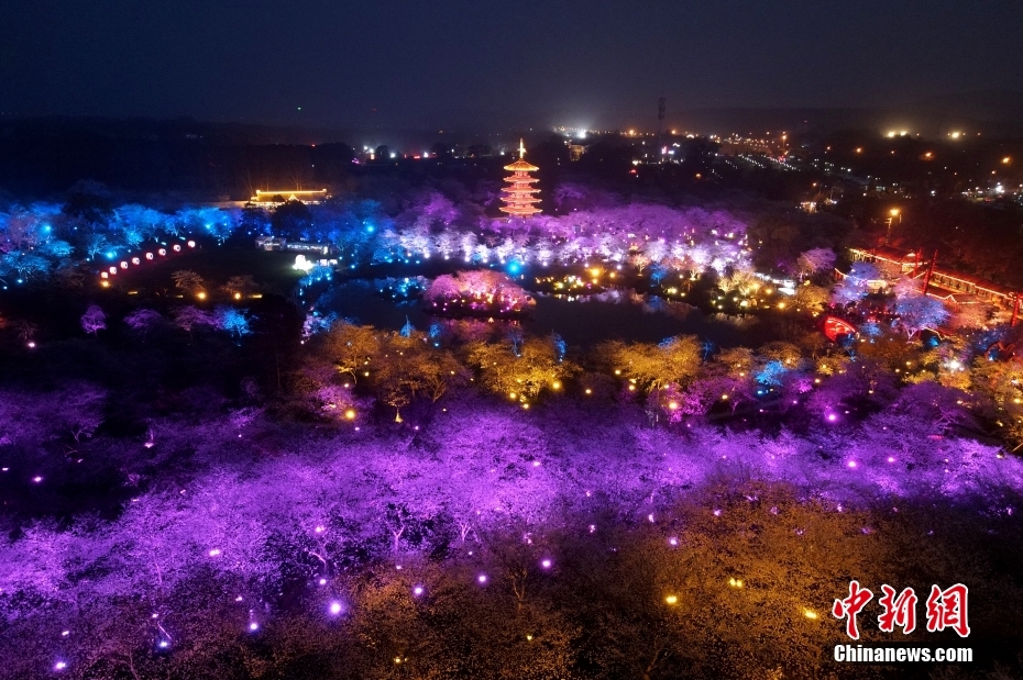 湖北省武漢東湖桜花園でライトアップされた桜の木（3月14日撮影・鄒浩）。