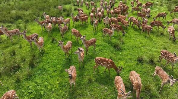 興凱湖畔牧草地で草を食む興凱湖ハナジカ。