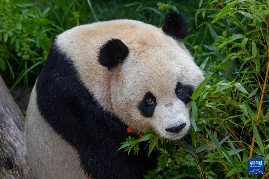 米国サンディエゴ動物園が7月9日に公開した「雲川」が到着後、初の写真（写真提供・米国サンディエゴ動物園）。