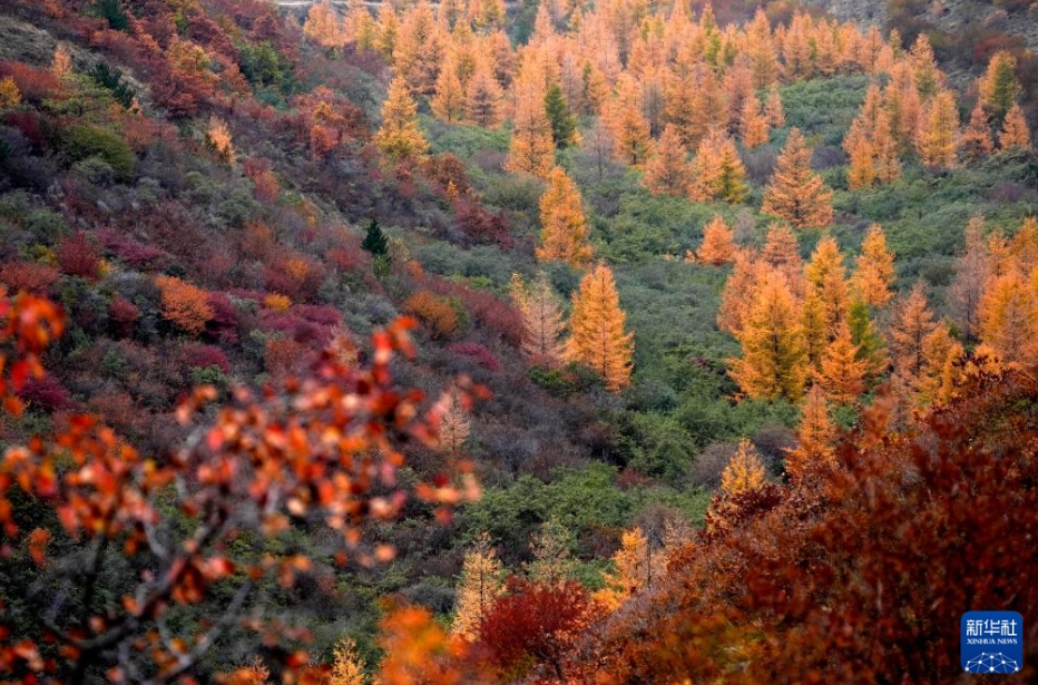 寧夏回族自治区固原市西吉県大寨山林場の秋景色（10月18日撮影・王鵬）。