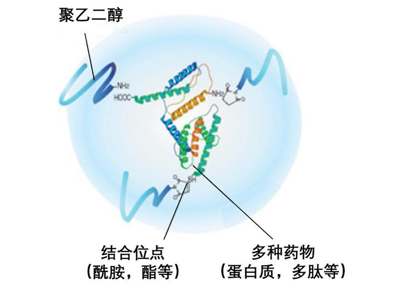 高分子量聚乙二醇衍生物