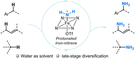 酶可往，铁亦可往：非天然酶功能启发的铁催化sp3-碳氢键伯胺化