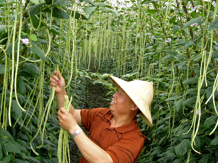 龙溪农副产品批发食堂蔬菜配送公司价格