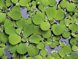 水生植物