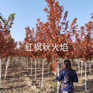 胸徑3-8公分精品秋火焰紅楓