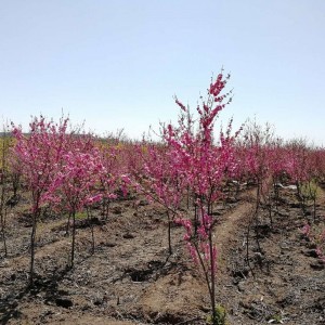 定植獨(dú)干重瓣榆葉梅存量稀缺