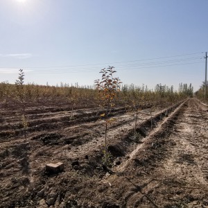 森之源雞心海棠定植苗種苗