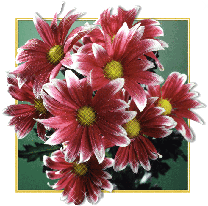 хризантемы