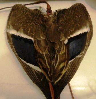 ������ []