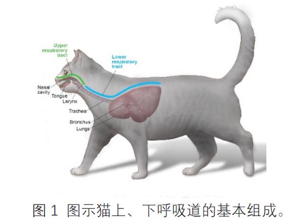 全方位宠物健康管理