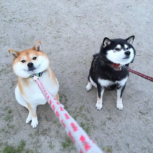 写真 みほ(犬) まほ(犬) 嫌がる