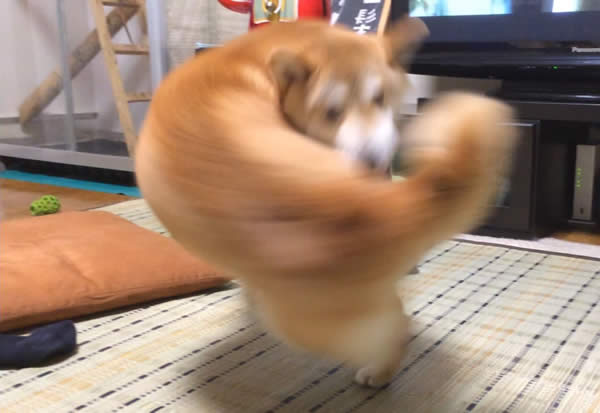 右フック犬