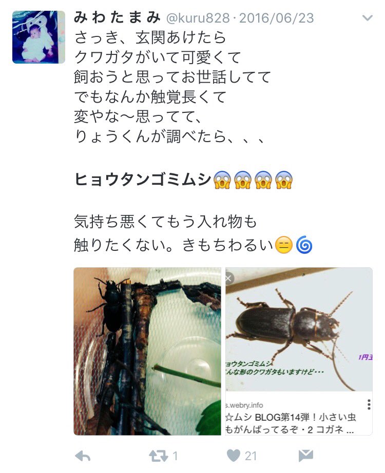 【悲報】ま～んさん、クワガタだと思った虫が別種で手のひらを返す