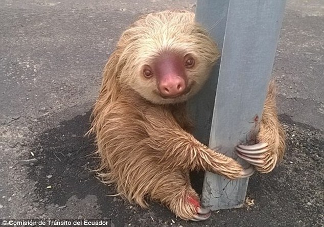 【画像】ナマケモノが道路の真ん中で立ち往生しているのを発見される