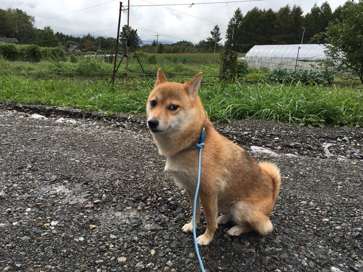 彡(^)(^)「イッヌのリードLANケーブルでええやろ」