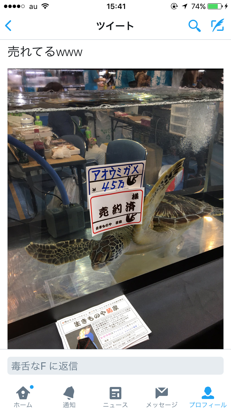 【悲報】ウミガメ、売られる