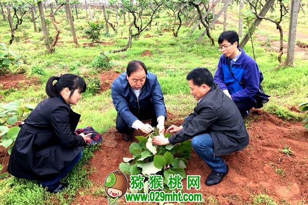 陕西省猕猴桃工程技术研究中心主任、陕西佰瑞猕猴桃研究院有限公司董事长、中国猕猴桃产业技术创新战略联盟理事长雷玉山