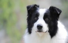 边牧犬饲养的饮食基本知识