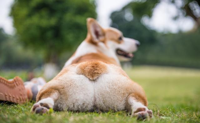 柯基犬服从性训练